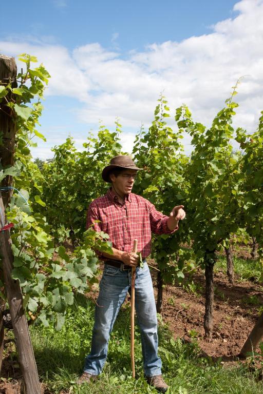 Gites Le Tokay Et Le Muscat Gertwiller Екстериор снимка